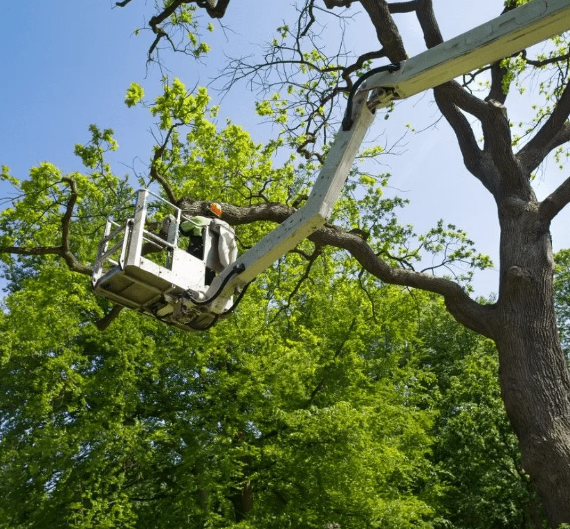 Tree Trimming