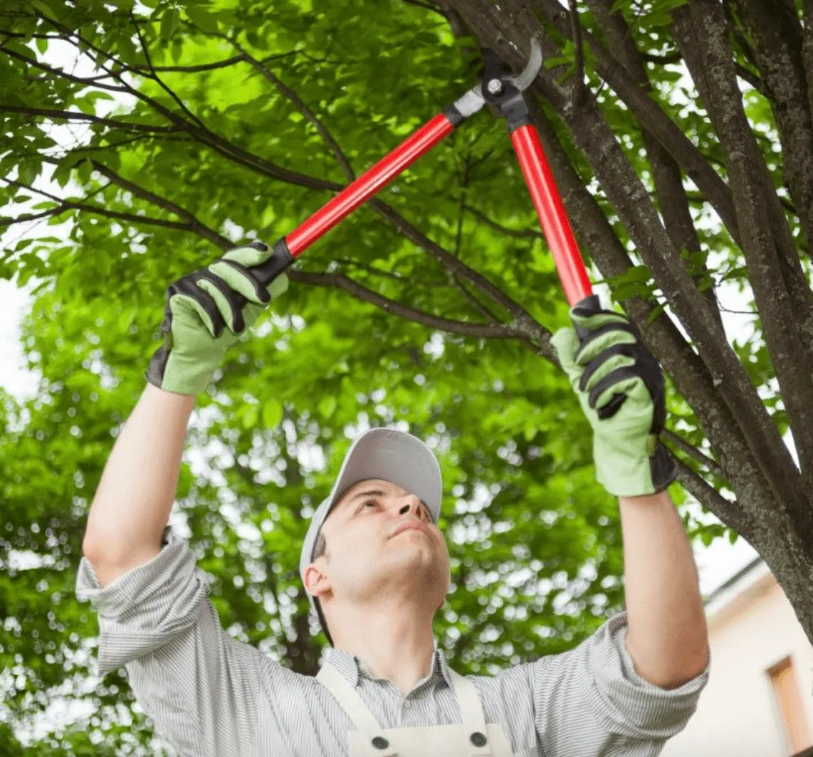 tree service72-min