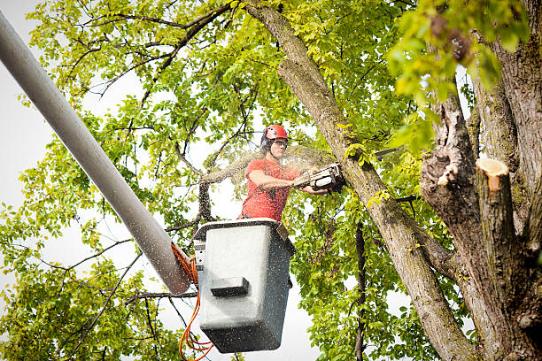 commercial tree service west new york