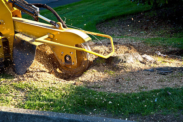 stump removal west new york