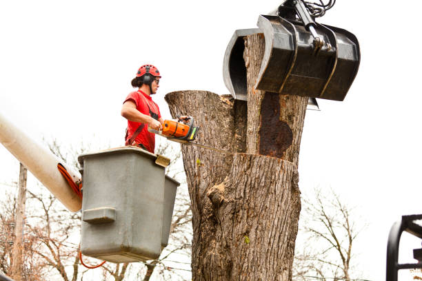 tree removal west new york