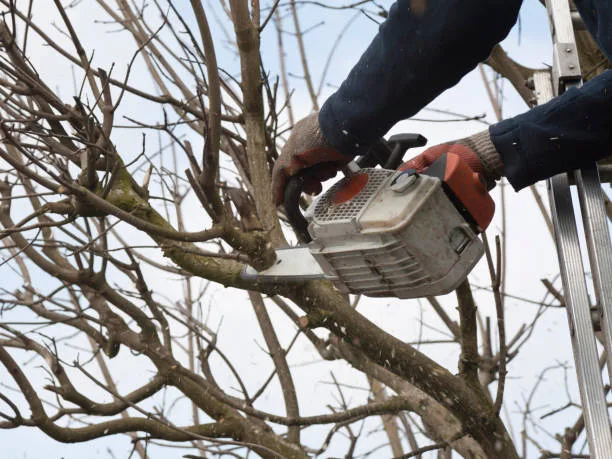 tree trimming west new york