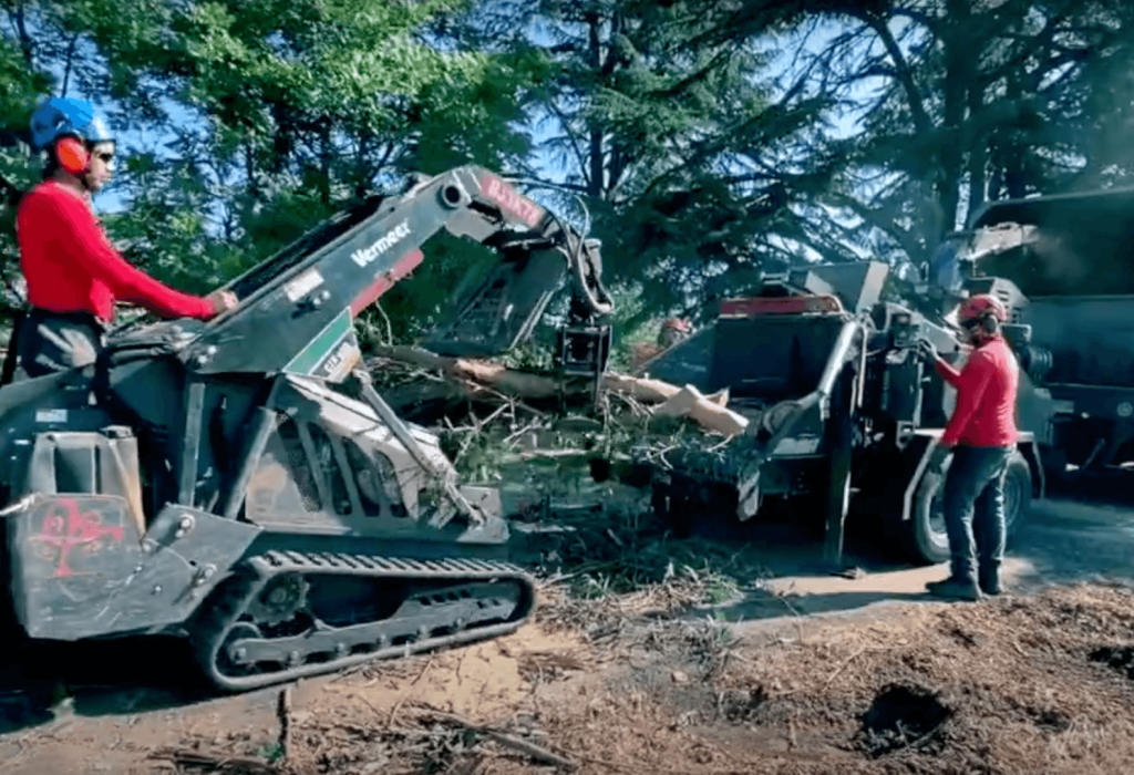 emergency tree services