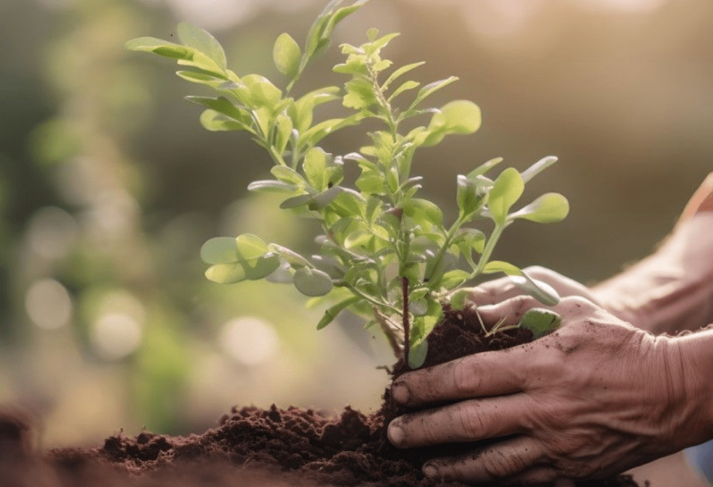 Tree Planting