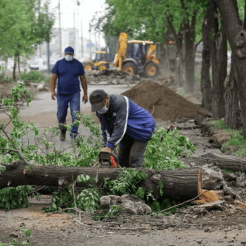 tree services tree services